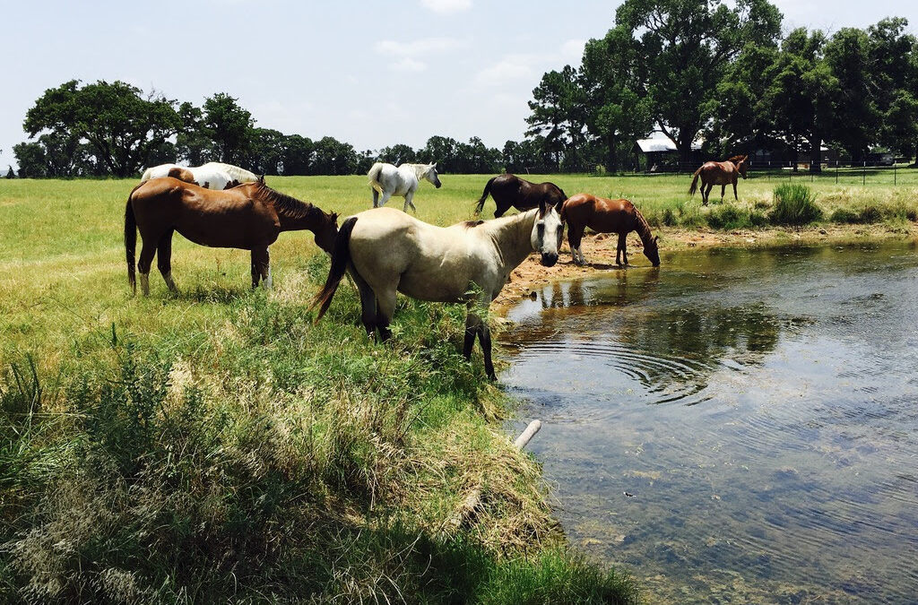 Blue Horse Sanctuary Video Wins Gold MarCom Award