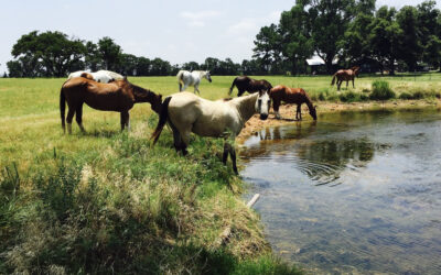Blue Horse Sanctuary Video Wins Gold MarCom Award